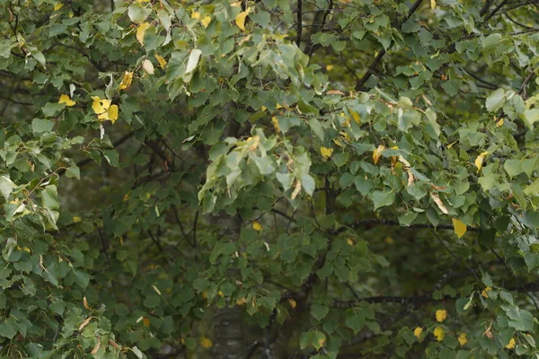 Foresta Luce Serale Autunno — Foto Stock