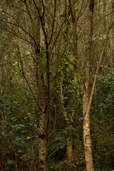 Bosque Luz Tarde Otoño — Foto de Stock