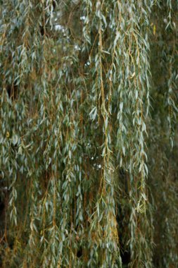 Orman sonbaharda akşam ışığında