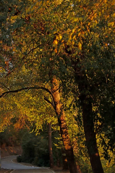 Лес Вечернем Свете Осенью — стоковое фото