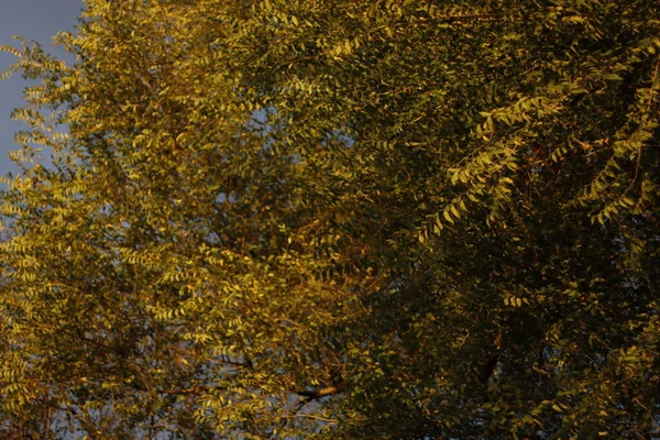 秋の夜光の森 — ストック写真