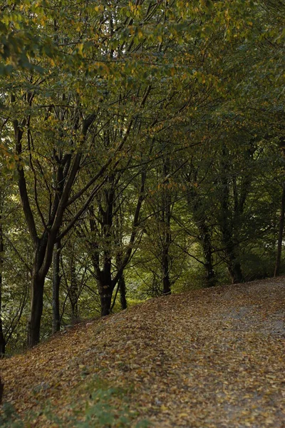 Las Wieczornym Świetle Jesienią — Zdjęcie stockowe