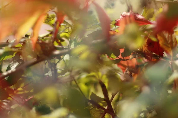 Skog Kvällsljus Hösten — Stockfoto