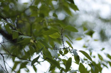 Bir şehir parkında bitki örtüsü