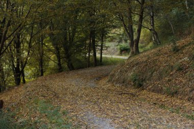 Sonbahar yaprakları yerde.