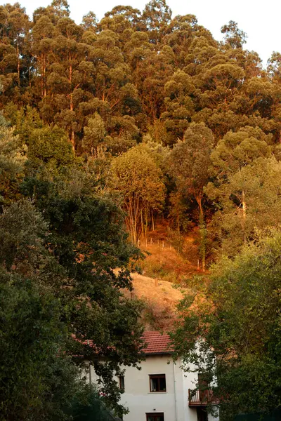 Stadspark Een Herfstdag — Stockfoto