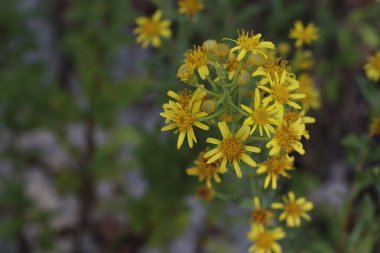 Ormanda yabani çiçekler