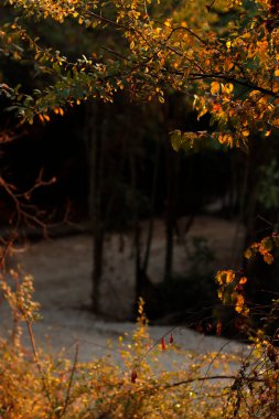 Vegetation in a urban forest