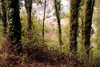 Vegetation in a urban forest