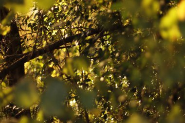 Bir sonbahar gününde şehir parkı