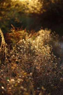 Parkta sonbahar yaprakları