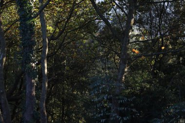 Parkta sonbahar yaprakları