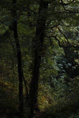 Bir sonbahar gününde şehir parkı