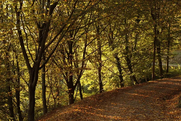 Осенние Листья Парке — стоковое фото