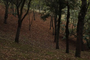Bir sonbahar gününde şehir parkı