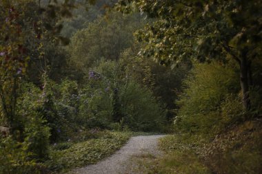 Bir sonbahar gününde şehir parkı