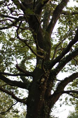 Bir sonbahar gününde şehir parkı