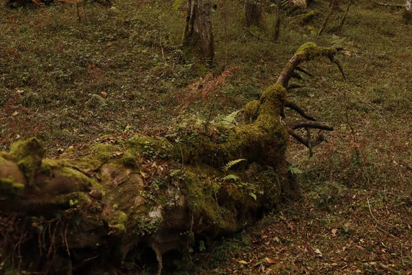 Wald Einem Herbsttag — Stockfoto