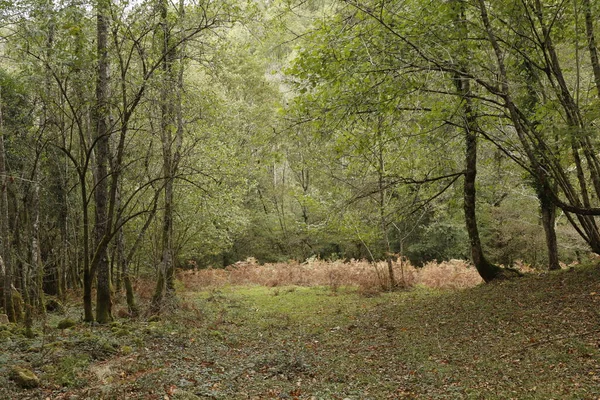 Bosque Día Otoño —  Fotos de Stock