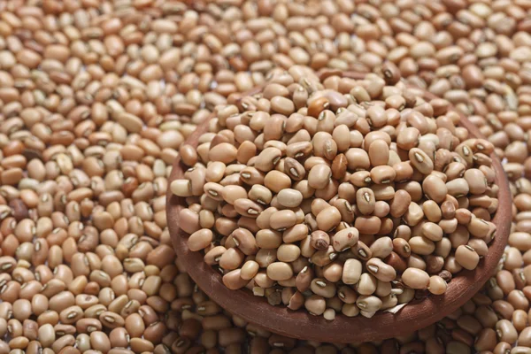 Soyabean - a legume often used like vegetable. — Stock Photo, Image