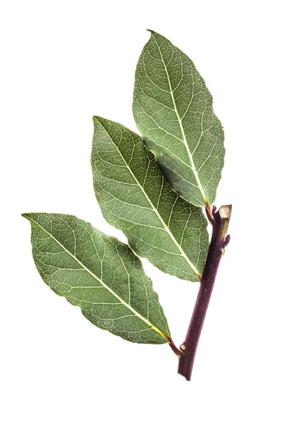 베이 잎 — 스톡 사진