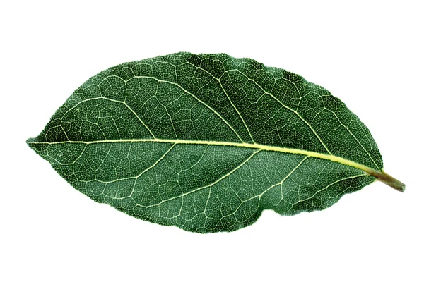 Single bay leaf — Stock Photo, Image