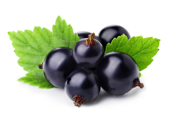Black currant