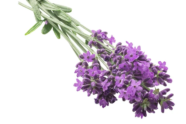 Lavendel Bunt Lavandula Spica Blommande Ört Isolerad — Stockfoto