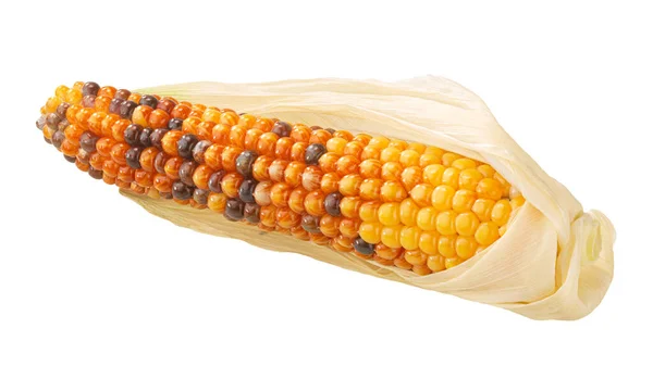 Glass Gem Jewel Maize Corn Cob Zea Mays Isolated — Stock Photo, Image