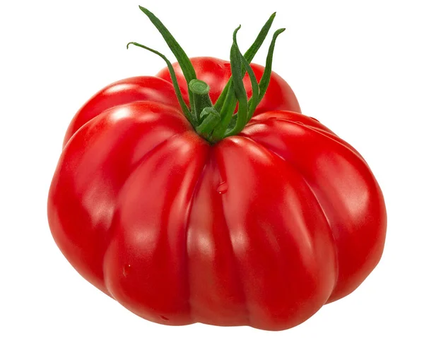 美丽的罗特林加番茄红花 番茄红花 免版税图库图片
