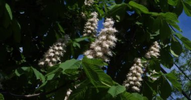 Kestane çiçekleri baharda hafif bir esintide ağaçta