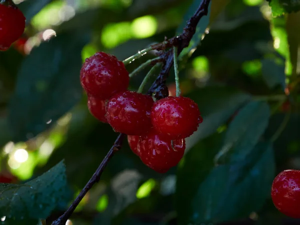Cherry tree ripe fruit close shot 