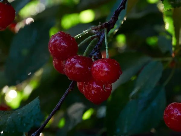 Cherry Tree Ripe Fruit Close Shot — Stockfoto
