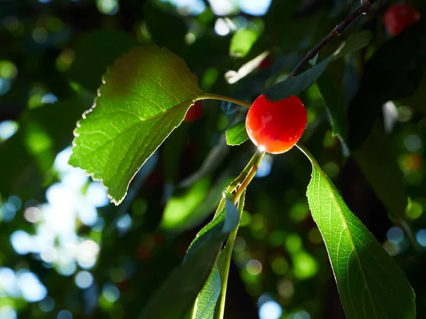 Cherry tree ripe fruit close shot 