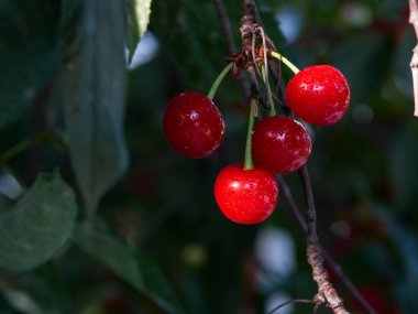Cherry tree ripe fruit close shot 