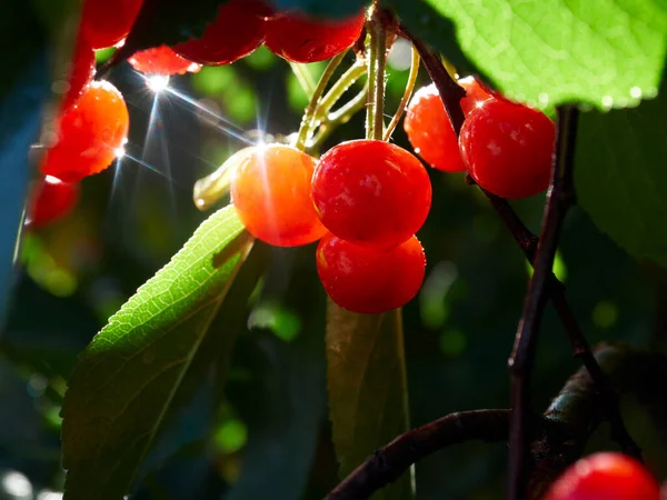 Cherry tree ripe fruit close shot 