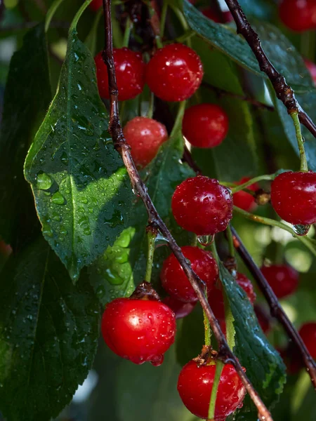 Cherry tree ripe fruit close shot 