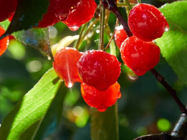 Cherry Tree Ripe Fruit Close Shot — Stock Fotó