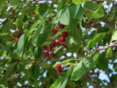The ripening variously named Service berry, Saskatoon berry, shad berry, June berry detail in a tree and bush