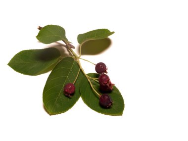 The isolated white variously named Service berry, Saskatoon berry, Shad berry, June berry detail