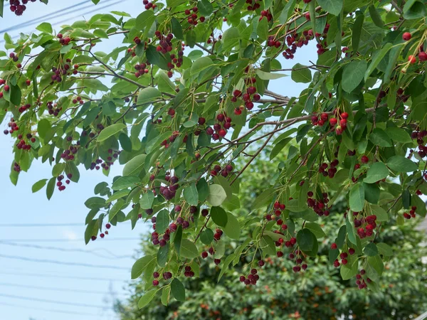 The ripening variously named Service berry, Saskatoon berry, shad berry, June berry detail in a tree and bush