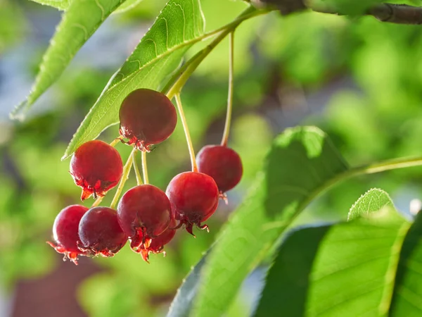 The ripening variously named Service berry, Saskatoon berry, shad berry, June berry detail in a tree and bush