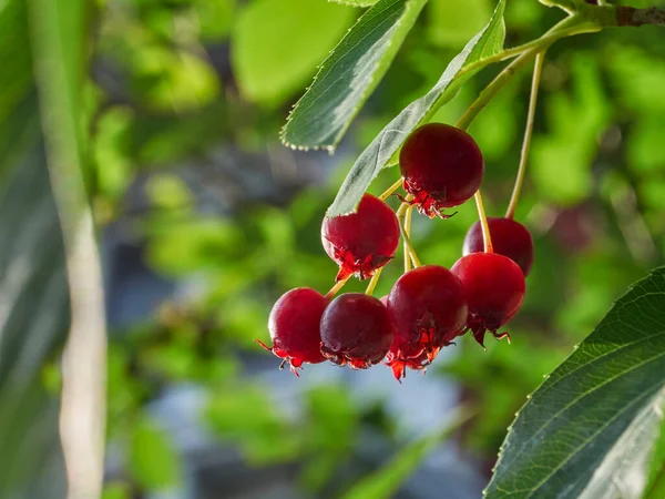 The ripening variously named Service berry, Saskatoon berry, shad berry, June berry detail in a tree and bush
