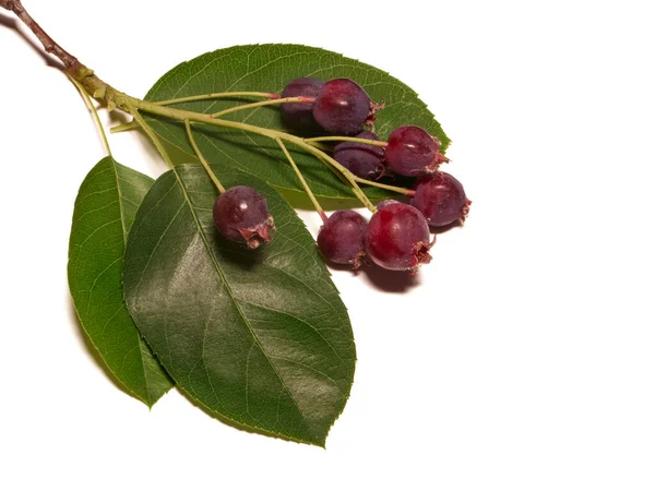 Isolated White Variously Named Service Berry Saskatoon Berry Shad Berry — Fotografia de Stock
