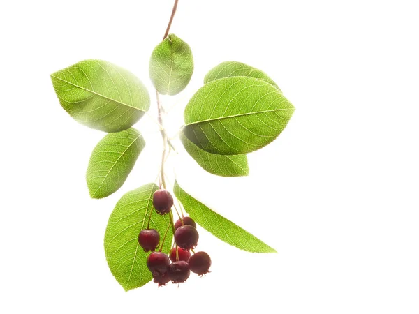 The isolated white variously named Service berry, Saskatoon berry, Shad berry, June berry detail