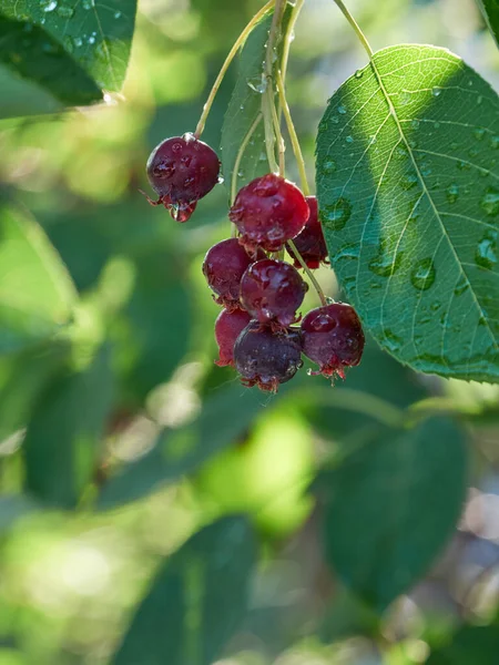 Ripening Variously Named Service Berry Saskatoon Berry Shad Berry June — стоковое фото