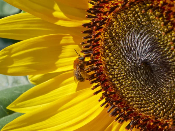 Arı tozlayıcısının bacaklarının polenle kaplı olduğu bir ayçiçeğinin yakın çekimi.