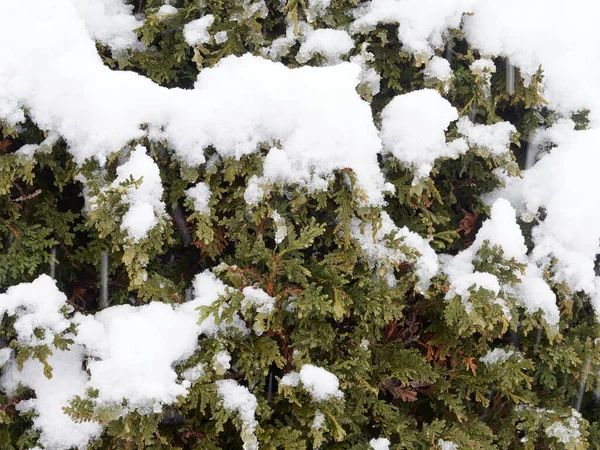 Фон Снігу Вкритий Кедровим Деревом Зимовий Шторм — стокове фото