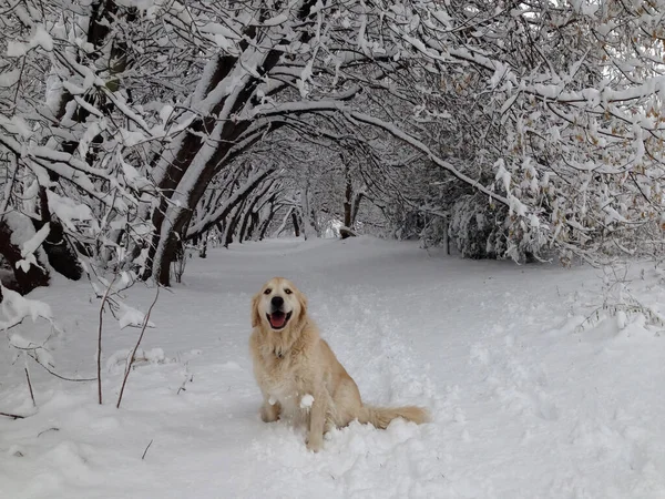 A happy smiling,dog, a golden retriever sits waiting in the snow on a forest path.
