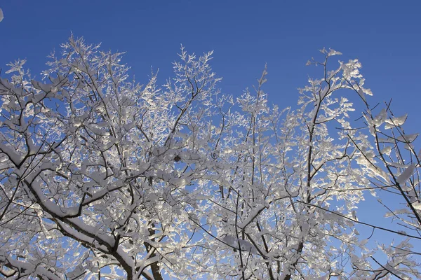 Мороз Сніг Покриває Гілки Дерев Сонячний Зимовий День — стокове фото